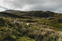 Schafe begrüßten uns bereits | Sheep greeted us already