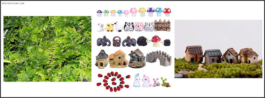 Top 10 Best Bonsai For Terrariums Reviews & Buying Guide In 2022 Best Bonsai For Terrariums