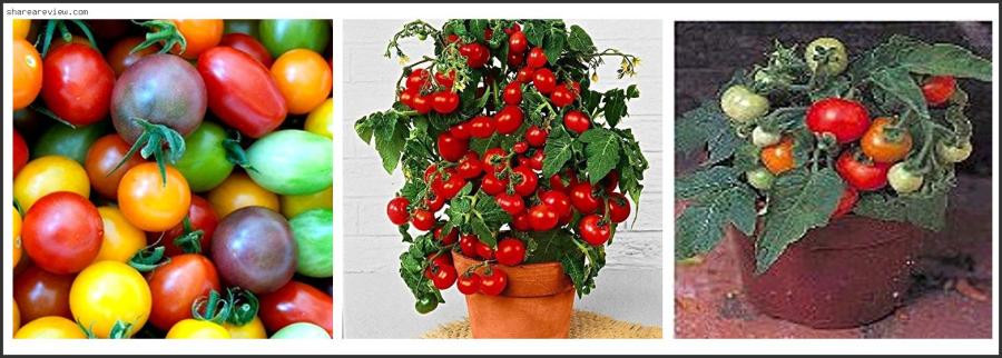 Top 10 Best Tasting Micro Dwarf Tomato Reviews & Buying Guide In 2022 Best Tasting Micro Dwarf Tomato