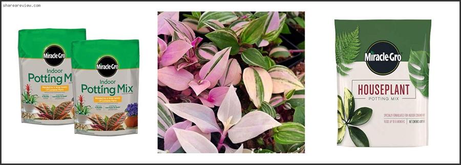 Top 10 Best Soil For Pink Princess Philodendron Reviews & Buying Guide In 2022 Best Soil For Pink Princess Philodendron