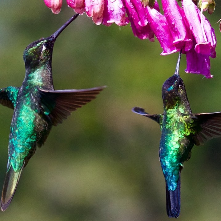 Two hummingbirds under purple flower by James Wainscoat