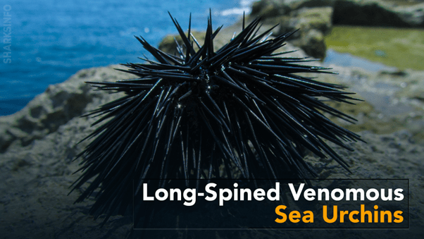 The top 10 most dangerous animals in hawaii