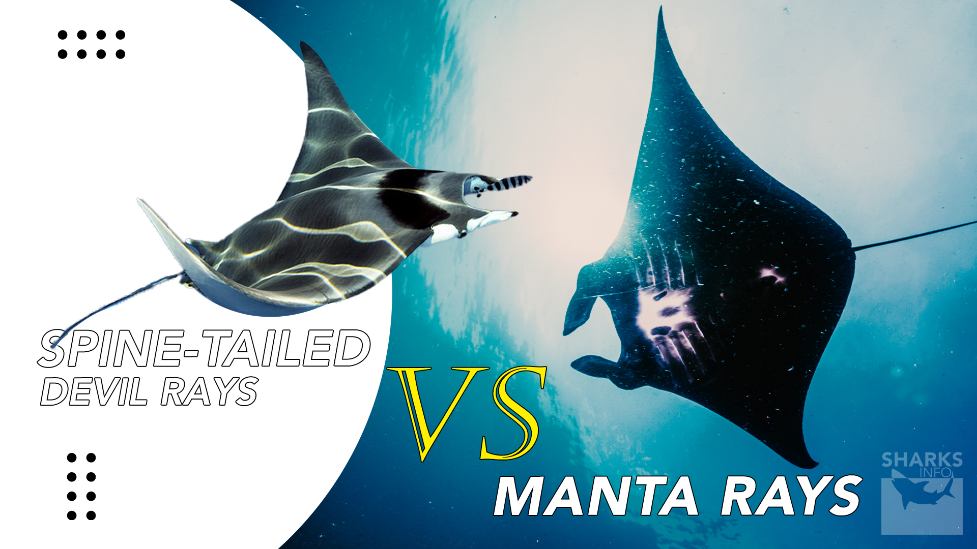 Comparative study: manta rays vs spine-tailed devil rays