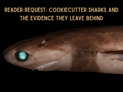 Reader Request: Cookiecutter Sharks and the Evidence They Leave Behind hero image