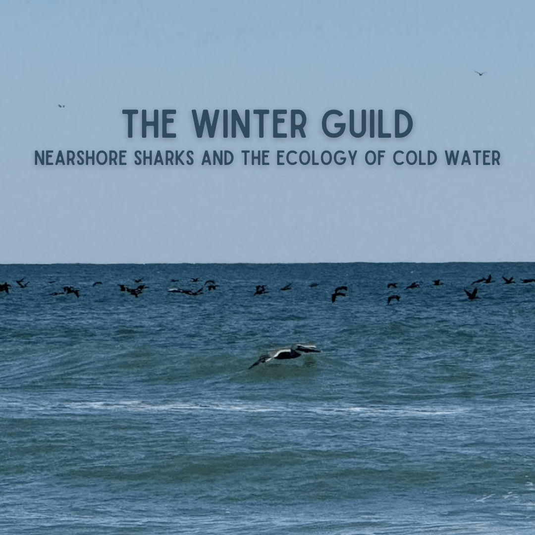 Along the winter shores of Surf City and Topsail Island, the winter guild of nearshore sharks haven’t vanished—they’ve repositioned. Explore how cold water reshapes nearshore predators and the hidden ecology beneath the surf.