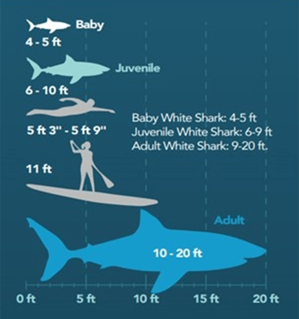 Relative size of baby, juvenile, and adult white sharks. True nurseries support animals in the 4–6 ft range—small, energetically constrained, and vulnerable. These habitats are shallow, protected, and bounded. The open, wave-driven shelf off Onslow County is built for movement, not residence. | California State University of Long Beach