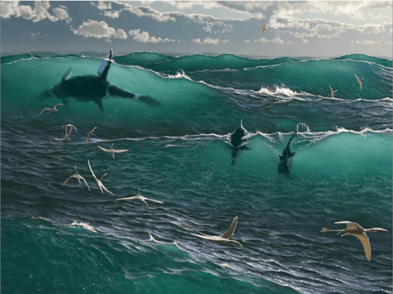 Marine reptiles dominated ocean food webs during the Mesozoic Era, when dinosaurs ruled on land. Mosasaurs and other large predators hunted fish, ammonites, and other marine animals in the warm seas that covered much of North America. Illustration courtesy of the Smithsonian Institution