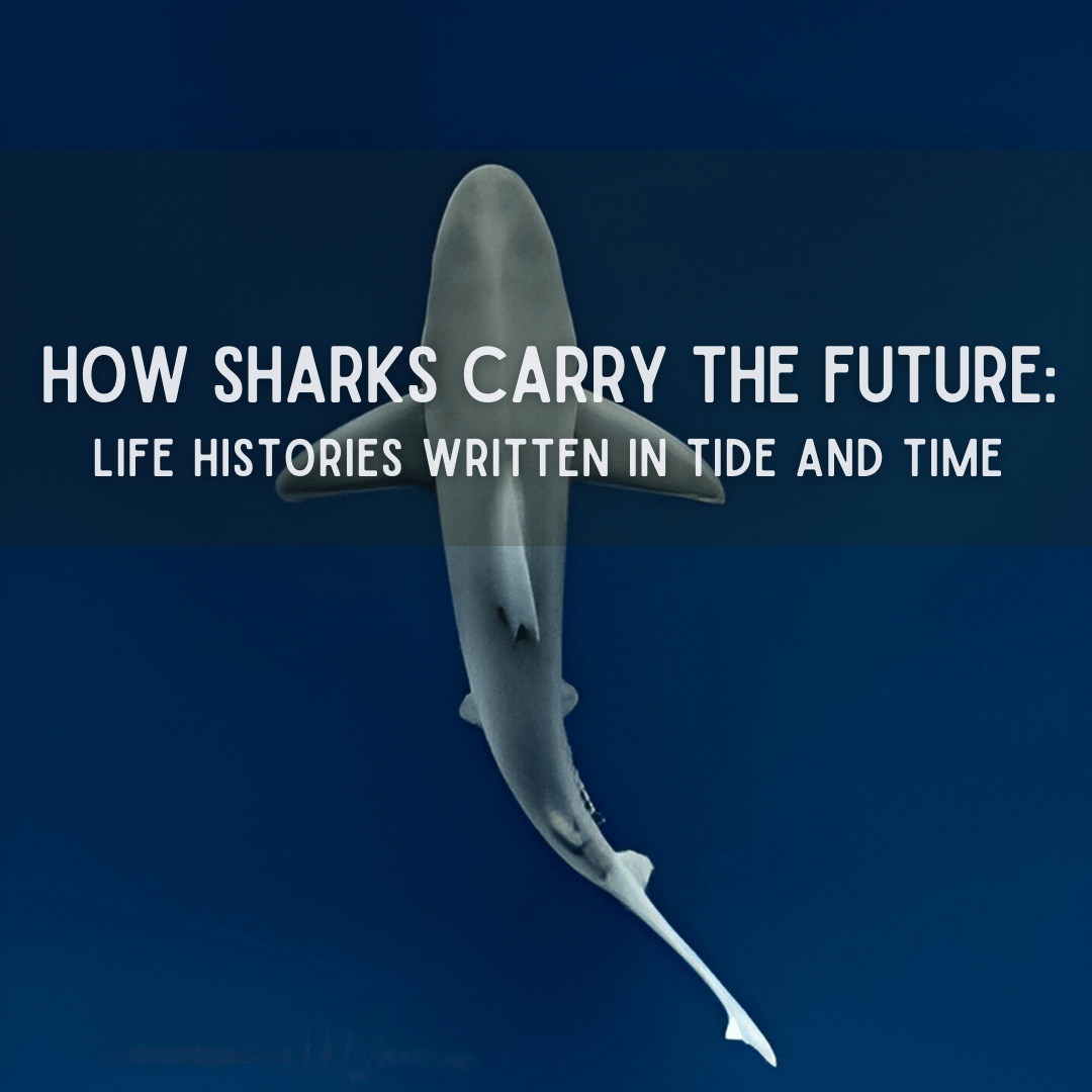 Solitary shark swimming underwater along the North Carolina coast