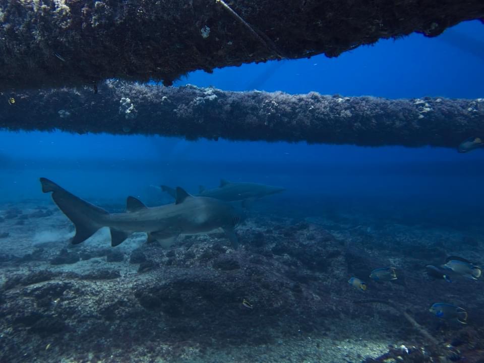 Sand tiger shark | Photo credit: Mitchell, 2024