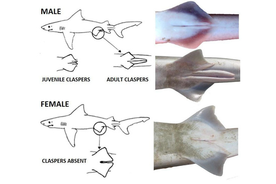 Sex in sharks is written into the silhouette.
Males carry paired claspers — elongated extensions of the pelvic fins that lengthen and stiffen with maturity — while females lack them entirely. Even at a distance, the trailing geometry changes how the body reads in motion. What looks like a uniform school from the surface is already divided by anatomy: juveniles, adults, males, females, each stage visible to anyone patient enough to watch. | 
Photo credit: National Oceanic and Atmospheric Administration