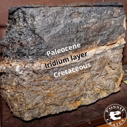 A rock sample showing the Cretaceous–Paleogene boundary, where a thin iridium-rich layer marks the global extinction event triggered by the Chicxulub asteroid impact about 66 million years ago. Specimen from Wyoming, displayed at the San Diego Natural History Museum.| Photo credit: Fossil Crates, 2022