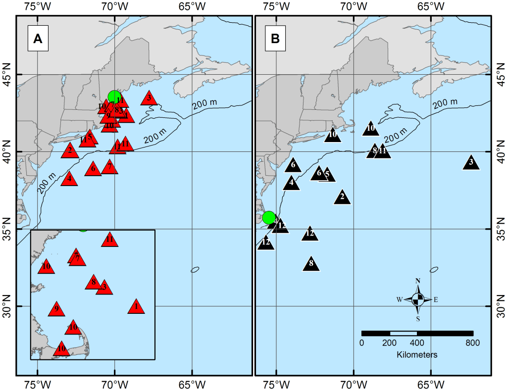 migration patterns atlantic spiny dogfish