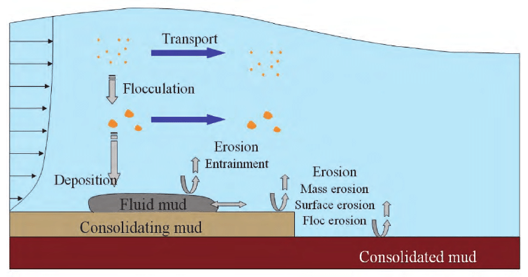 Cross-section of marsh sediment showing deposition, erosion, and consolidation, the shifting layers that form and reform the exposed winter surface. | Graphic credit: G. S. Sylvain, 2011