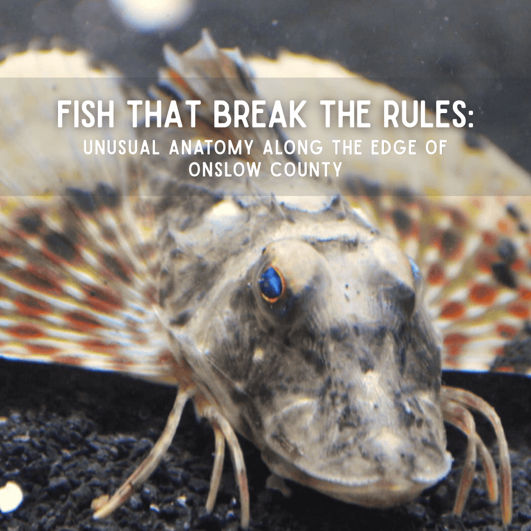 Fish That Break the Rules Onslow County NC