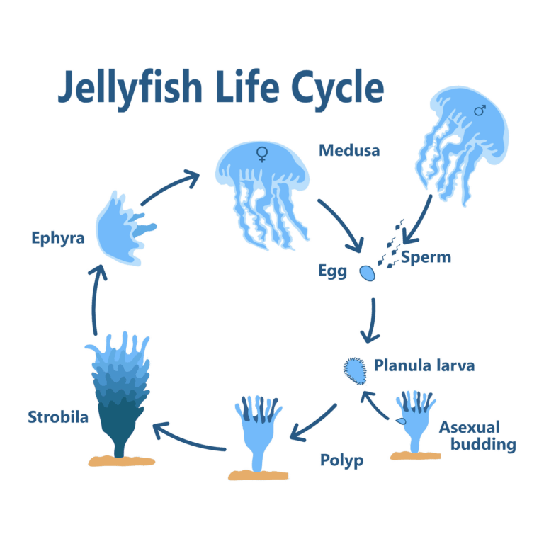 Diagram of the jellyfish life cycle showing egg, planula larva, polyp, strobilation, ephyra, and adult medusa stages.