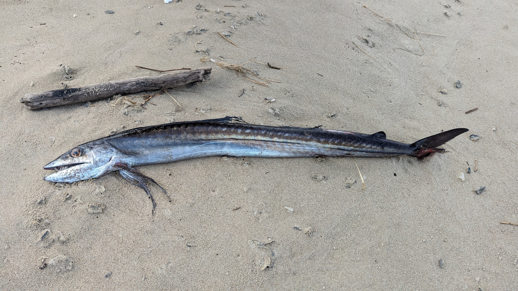 The long-nosed lancetfish lives in the middle depths of the ocean where body density is less desirable for a drifting fish. | Photo credit: ML – some rights reserved (CC BY-NC)