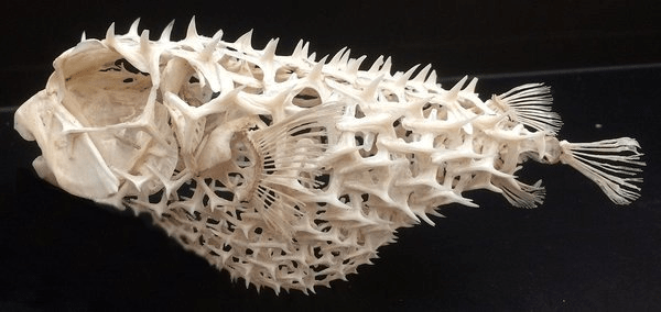 A northern pufferfish skeleton is made up of spiny modified scales (not bones) that expand like a balloon when threatended. | Photo credit: The Fossil Forum