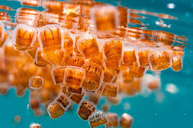 Cluster of thimble jellyfish (Linuche unguiculata) showing small orange bells in shallow ocean water.