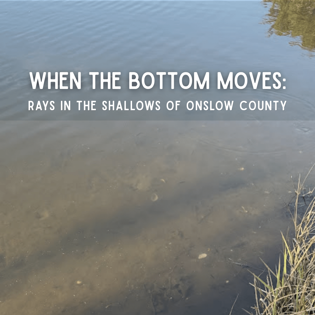Shallow estuary water in Onslow County where rays move through the shallows with the sandy bottom faintly visible.