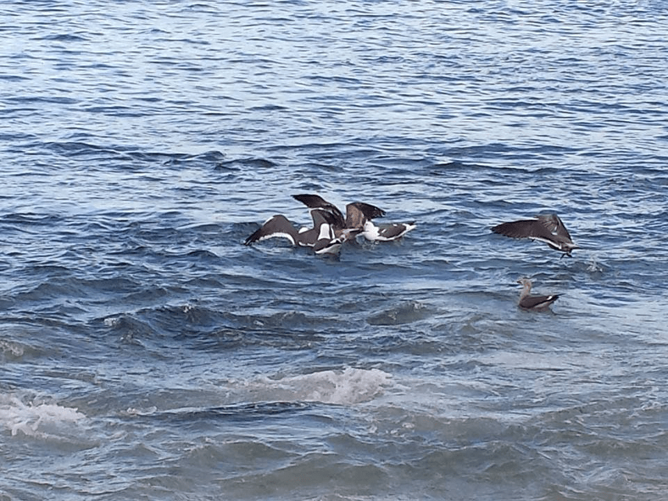 Coastal birds feeding where prey has been concentrated near the surface along the breakers. | Image credit: A. Mitchell