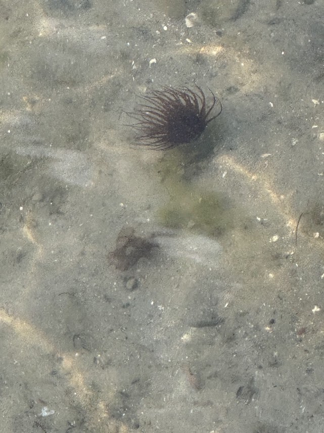 A sea anemone beneath shallow estuarine water in Surf City, North Carolina. Organisms like these become part of the layered communities that nudibranchs, tunicates, hydroids, and other invertebrates move through beneath the surface. | Image credit: A. Mitchell