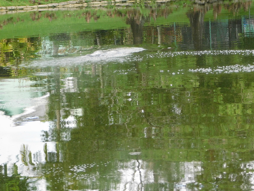 A manatee may remain almost completely hidden beneath the surface, leaving only bubbles and a series of smooth rings—its “footprint”—to mark where it has passed. | Image credit: buggybuddy, iNaturalist