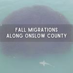 Fall Migrations Along Onslow County Fall Migrations Along Onslow County