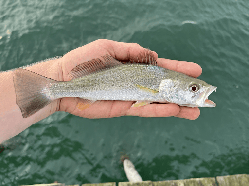 Weakfish (Cynoscion regalis), a fall migrant along the Atlantic coast and currently listed as Endangered on the IUCN Red List. | Image credit: aiden007, iNaturalist