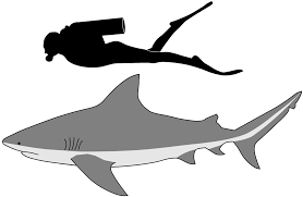 Bull shark fossil tooth display