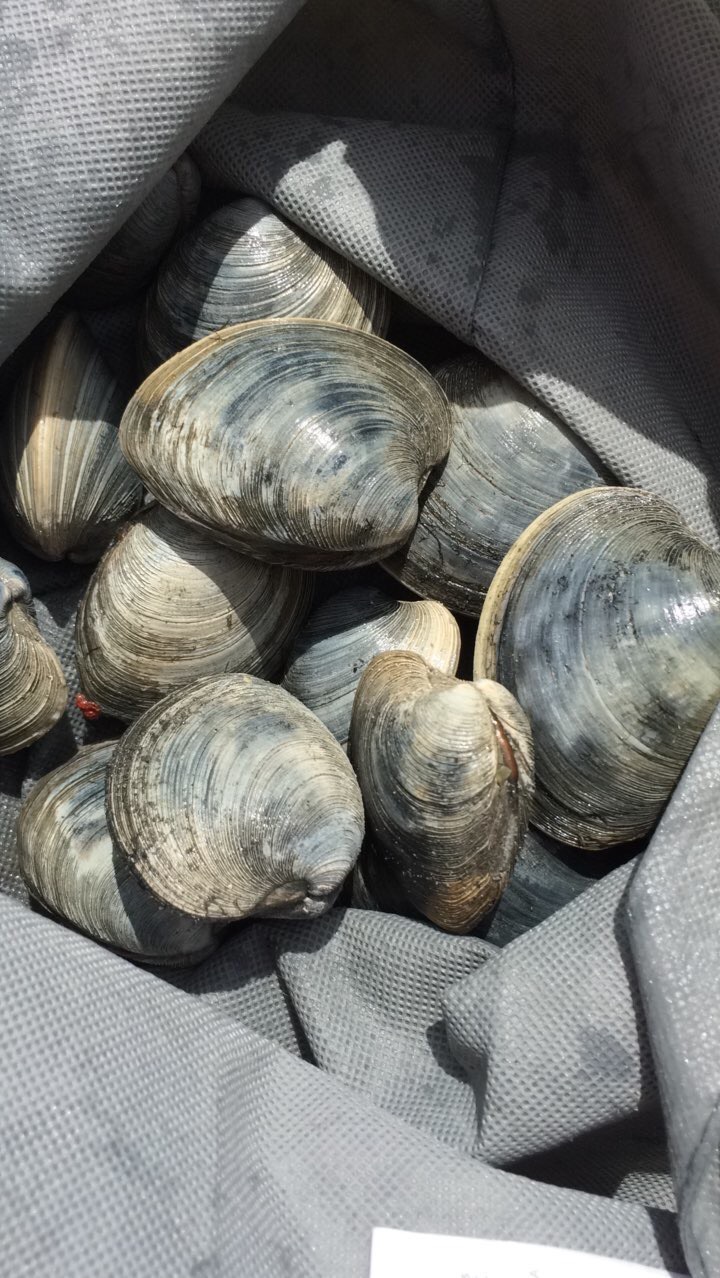 Clams we got ourselves!