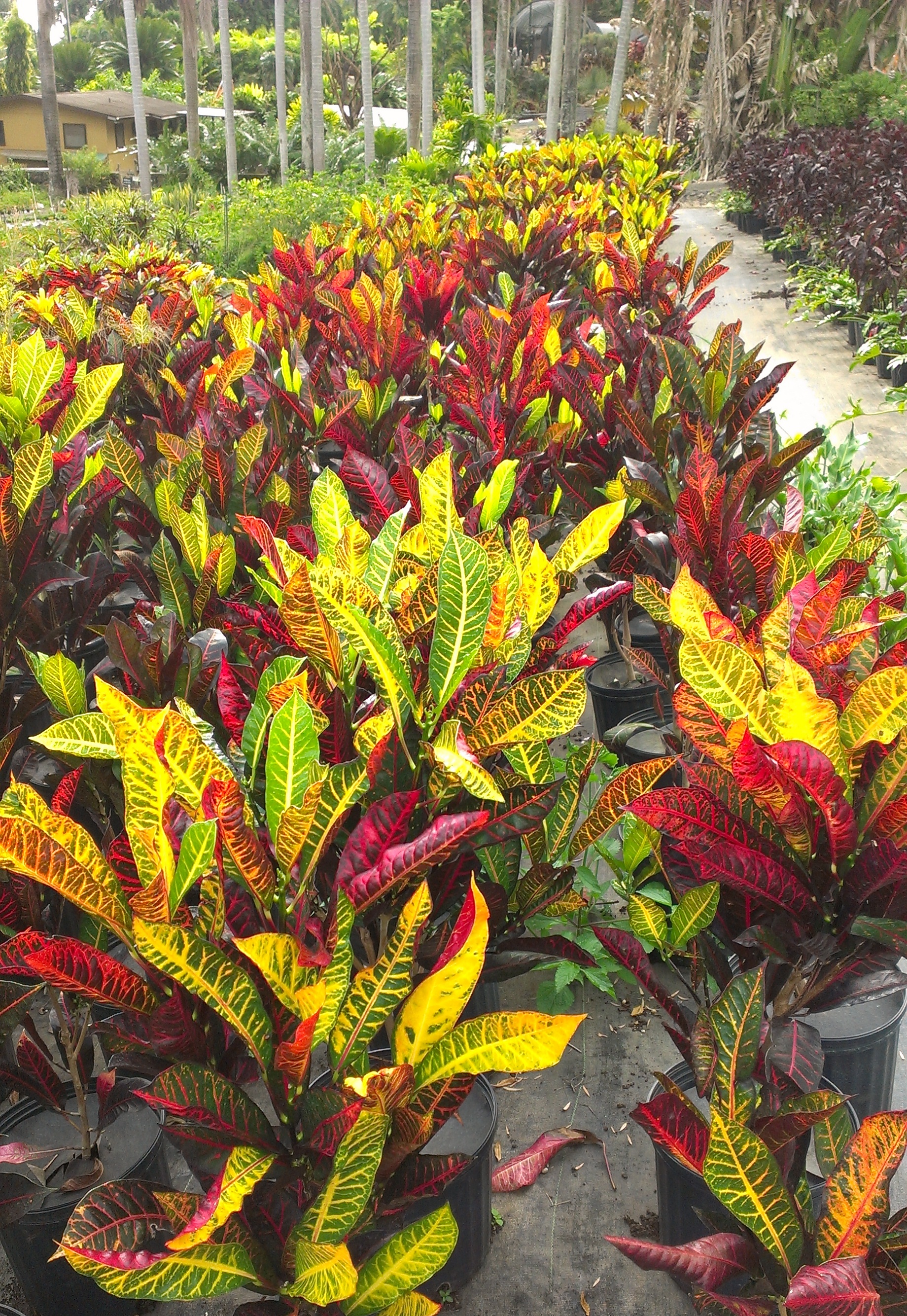 The end of the outdoor gardening season does not hav. Croton Sharon S Plants
