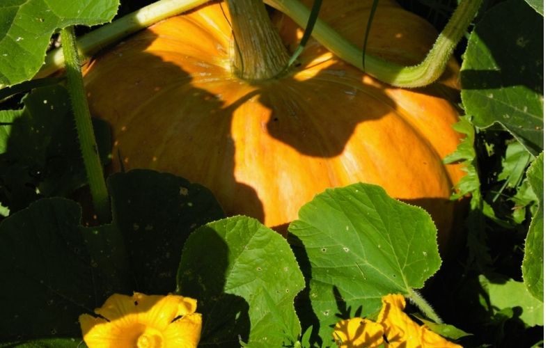 Pumpkin in a garden