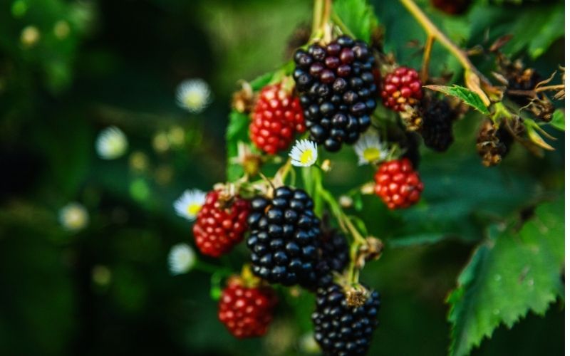 blackberries in a branch