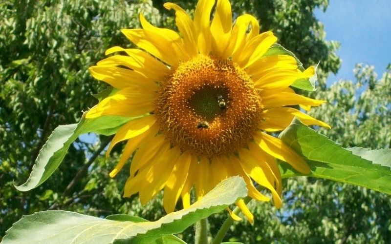 Sunflower in a garden