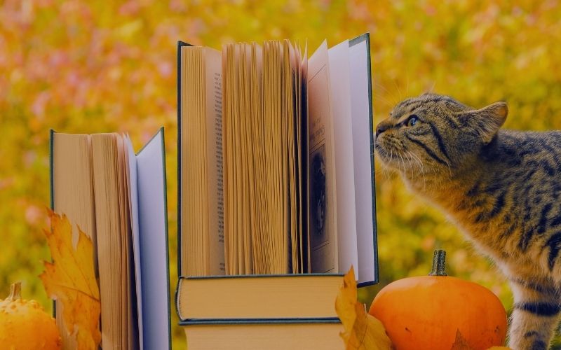 Books and a cat with a pumpkin on the grass