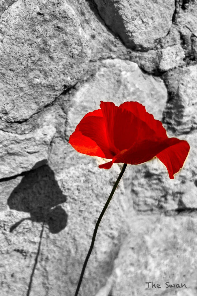 Poppy fine art