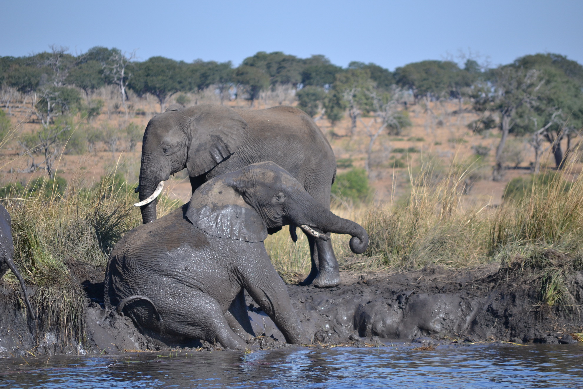 Chobe Day Trip - Sunset Cruise