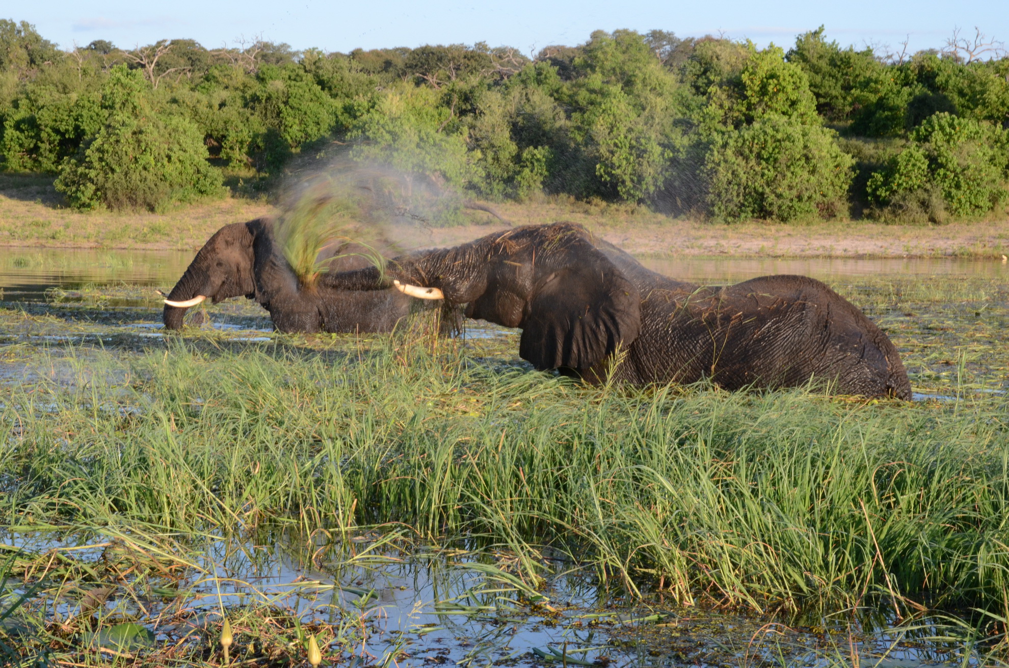 Shearwater - Chobe Sunset Cruise
