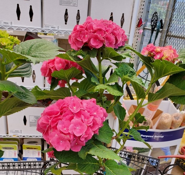 Flower Power Monday (Week 1)