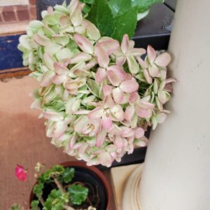 Flower Power Monday ~ Last Peegee Hydrangea Update