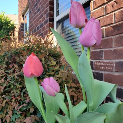 FPM~ My Fall Planting
