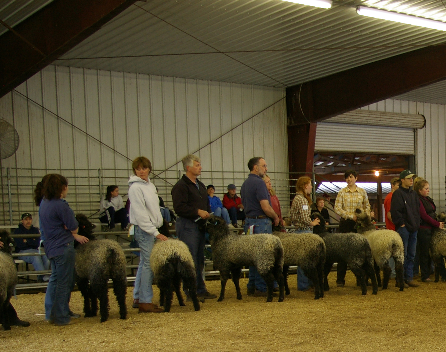 Sheep Shows | Maryland Sheep and Wool Festival