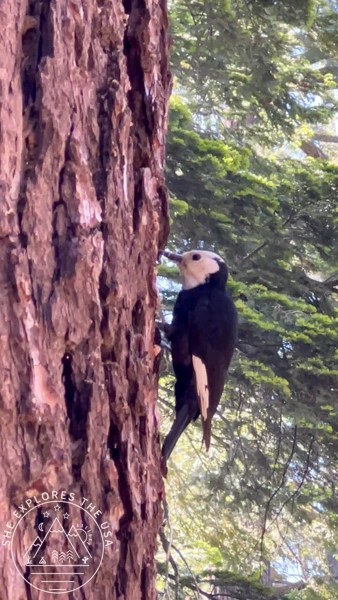 Cute woodpecker in Sequoia National Park
