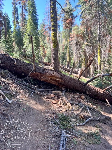 more downed trees in Sequoia National Park