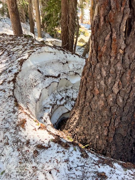 snow around tree trunk in Sequoia National Park