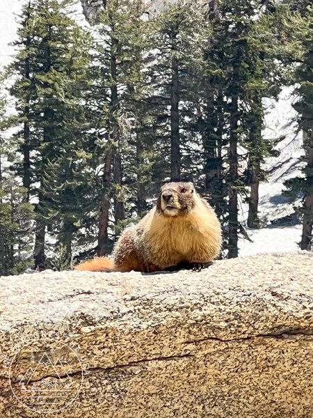 cute marmot in Sequoia National Park