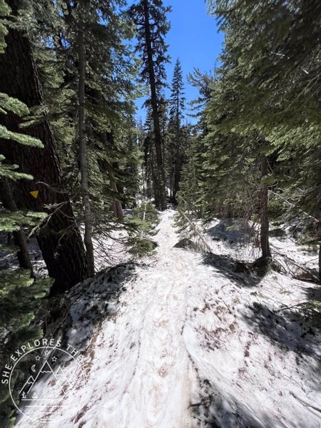 snow covered trail in Sequoia National Park