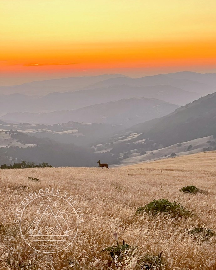 deer at sunset