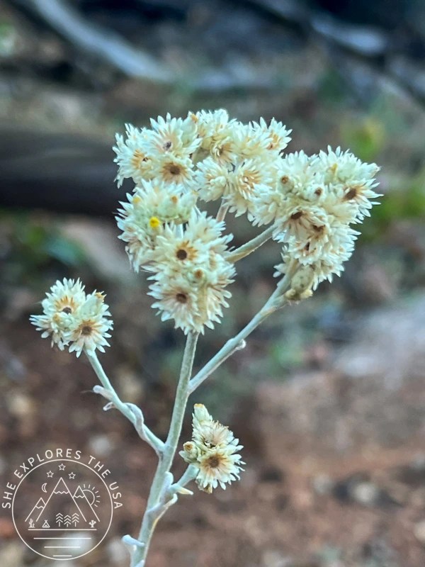 white flowers