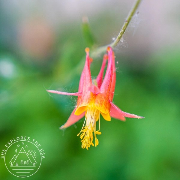 red and yellow flower